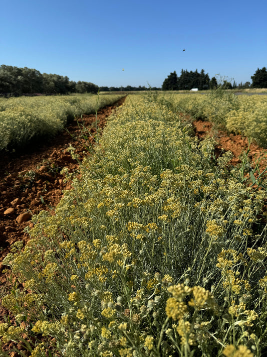 L’Immortelle : La Plante Anti-Âge Naturelle du Gard